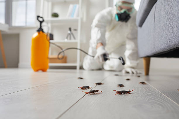 Affordable Termite Control solutions in Logan, OH
